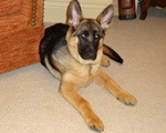  Reagan the German Shepherd